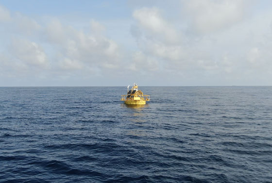 Mamíferos marinos China Boyas de monitoreo Observación de la calidad del agua